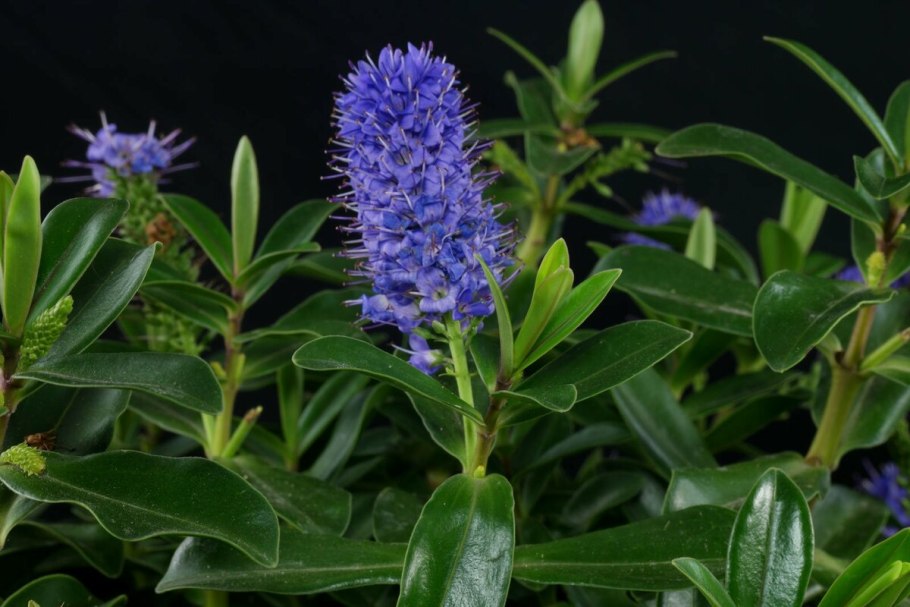 Многолетники Вероника длиннолистная