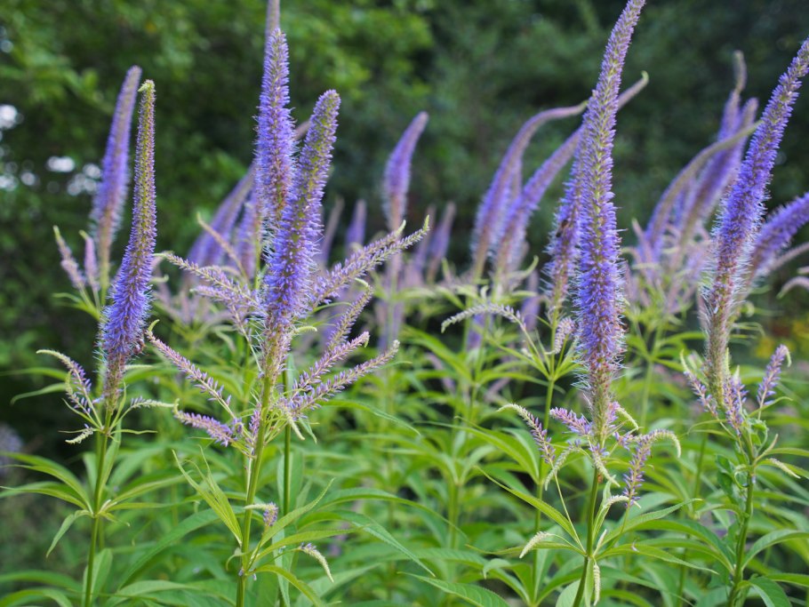Вероникаструм виргинский (Veronicastrum virginicum)