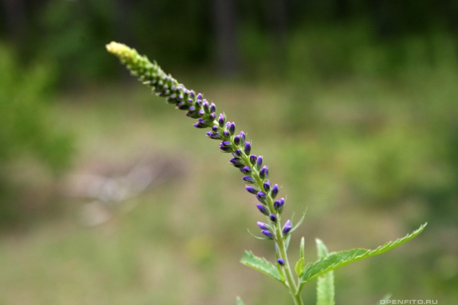 Вероника колосковая розовая