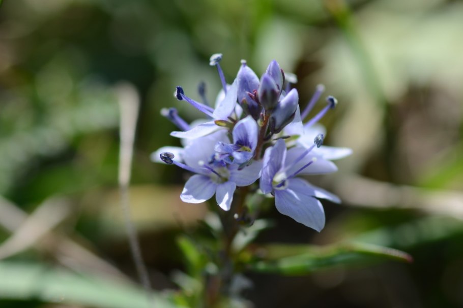 Veronica prostrata