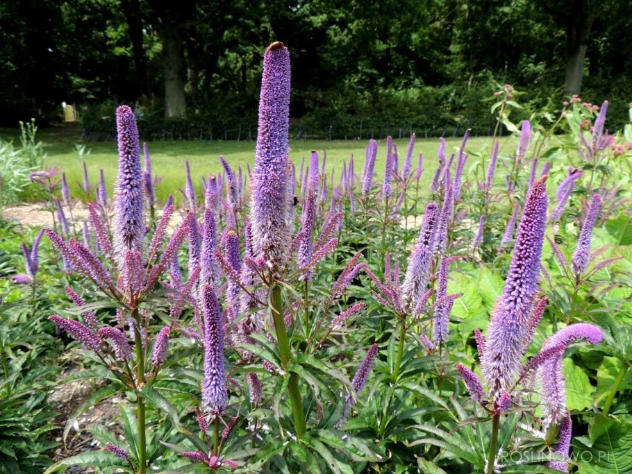 Вероникаструм виргинский (Veronicastrum virginicum)