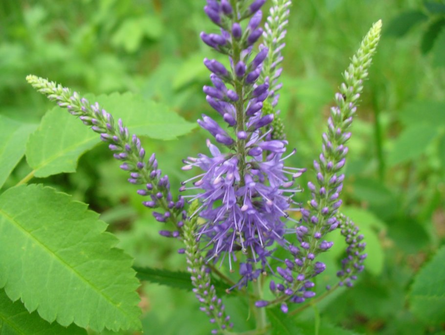 Вероника длиннолистная (Veronica longifolia)