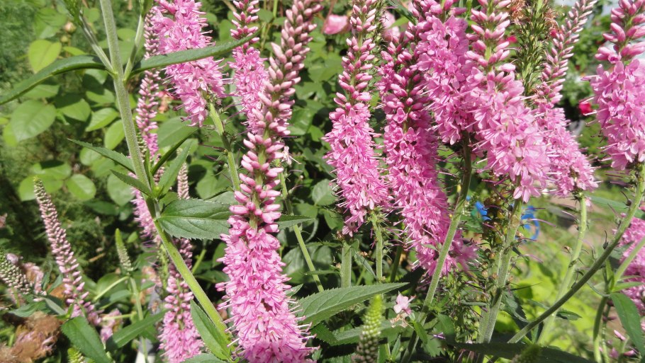 Вероника колосистая розея