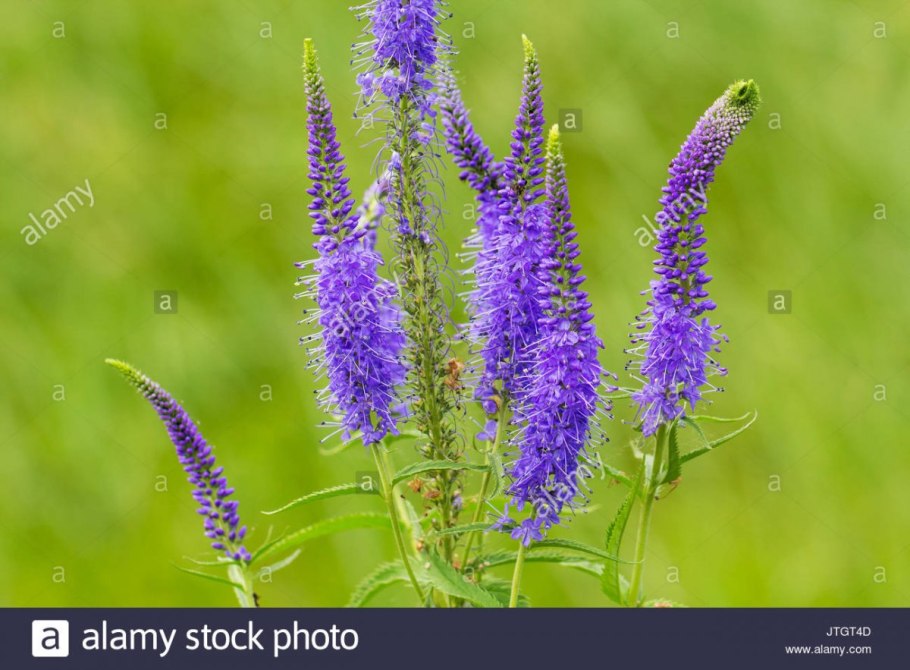 Вероника длиннолистная / Veronica longifolia "Alba"