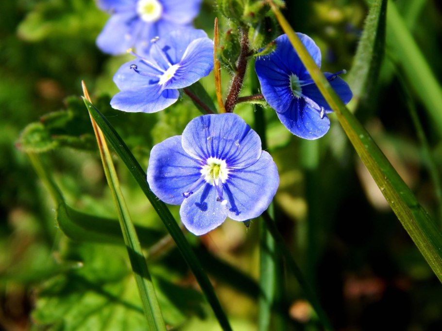 Veronica longifolia Pink Damask