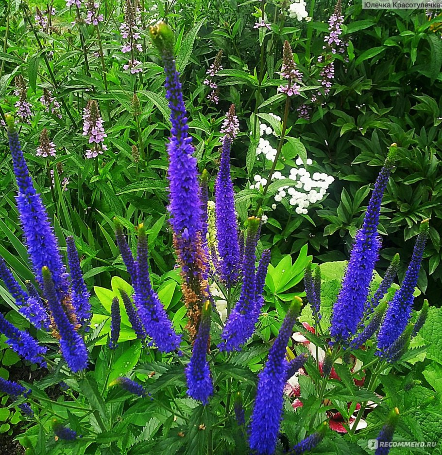 Вероника колосистая голубая