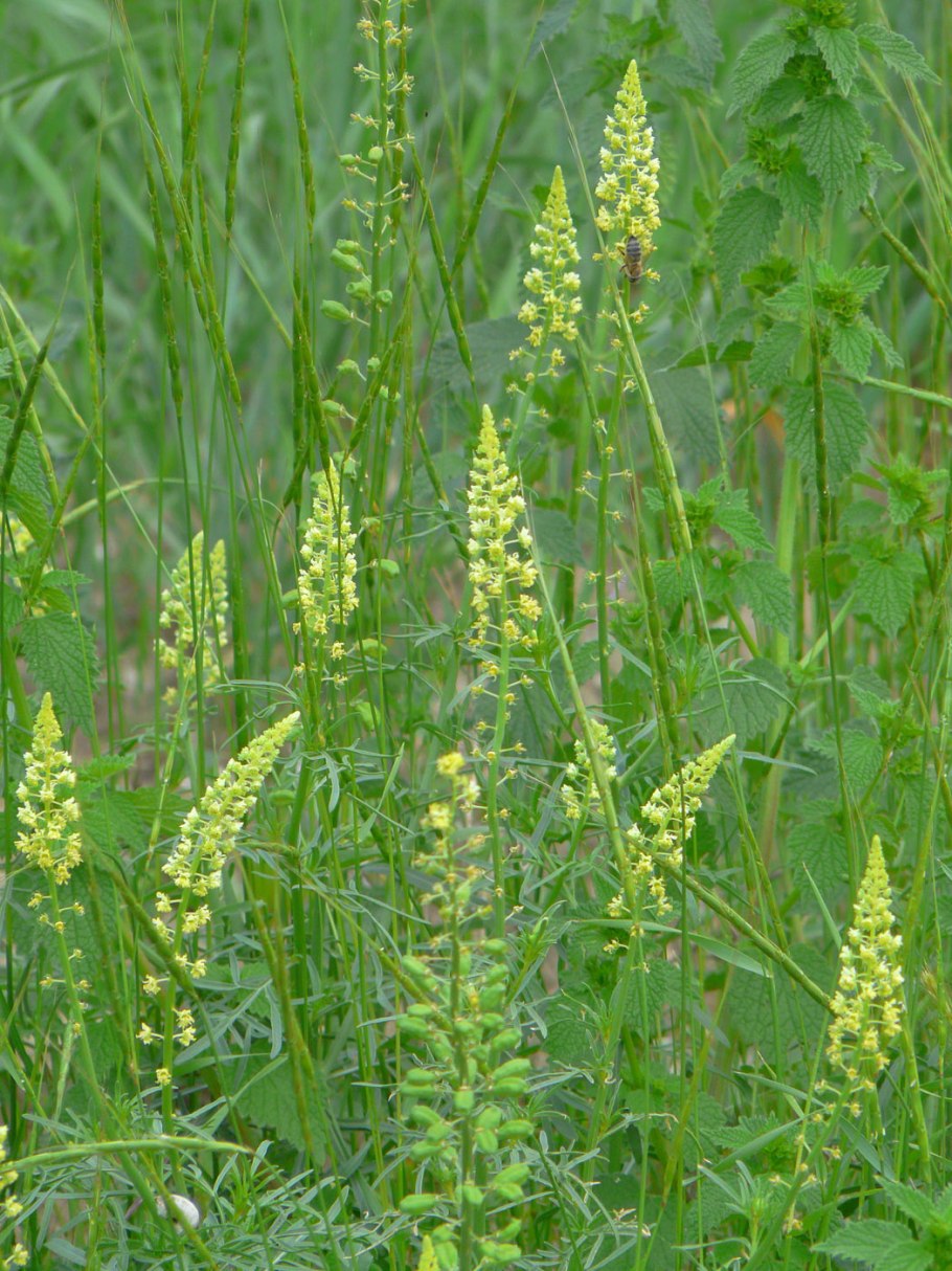 Резеда душистая