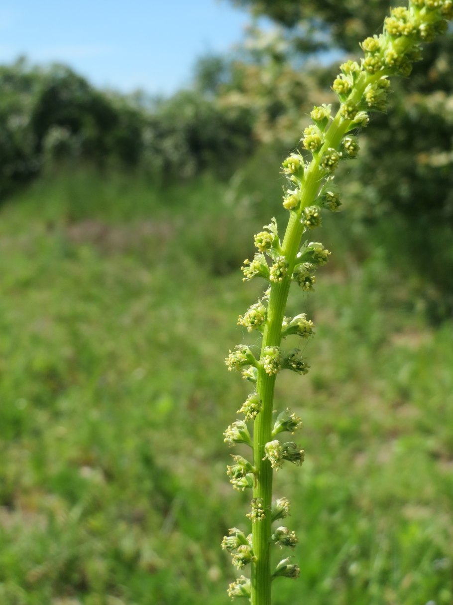 Норичник меловой