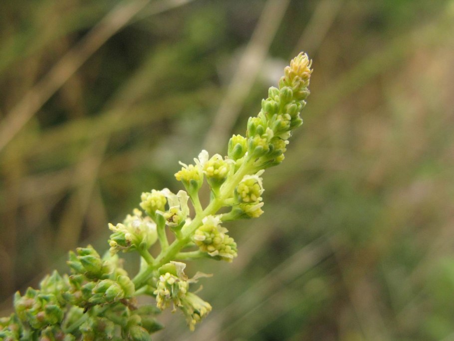 Резеда Полевая
