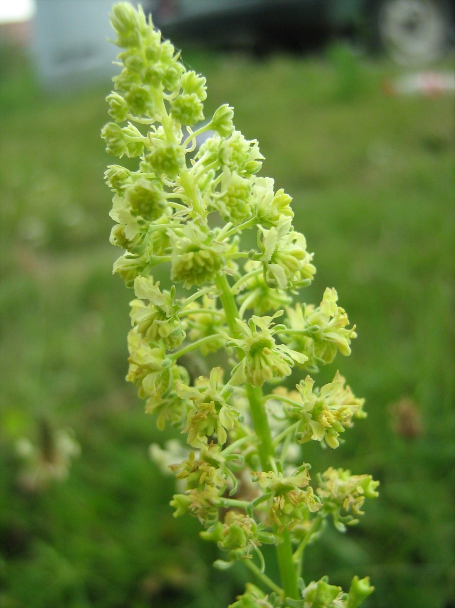 Reseda phyteuma