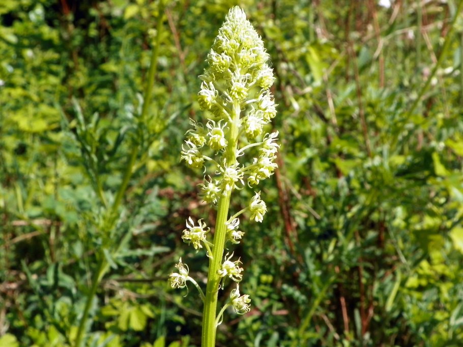 Reseda lutea