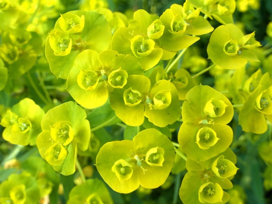 Резеда душистая