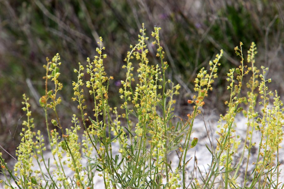 Reseda lutea