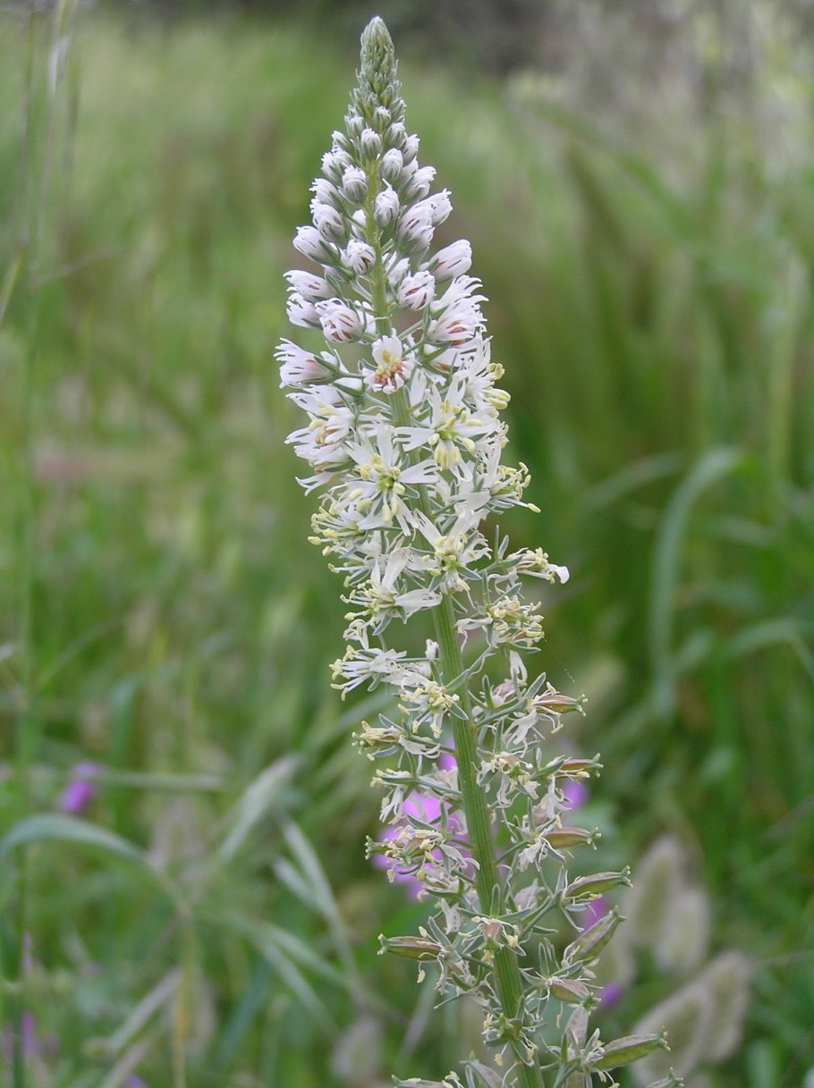 Резеда цветок жёлтая