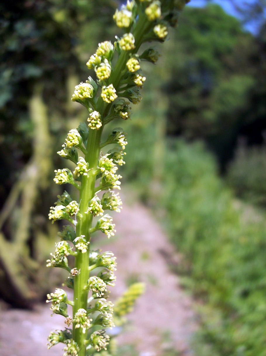 Резеда желтая