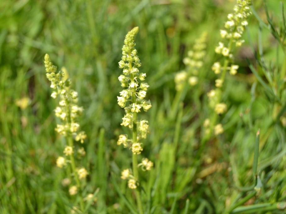 Резеда Полевая