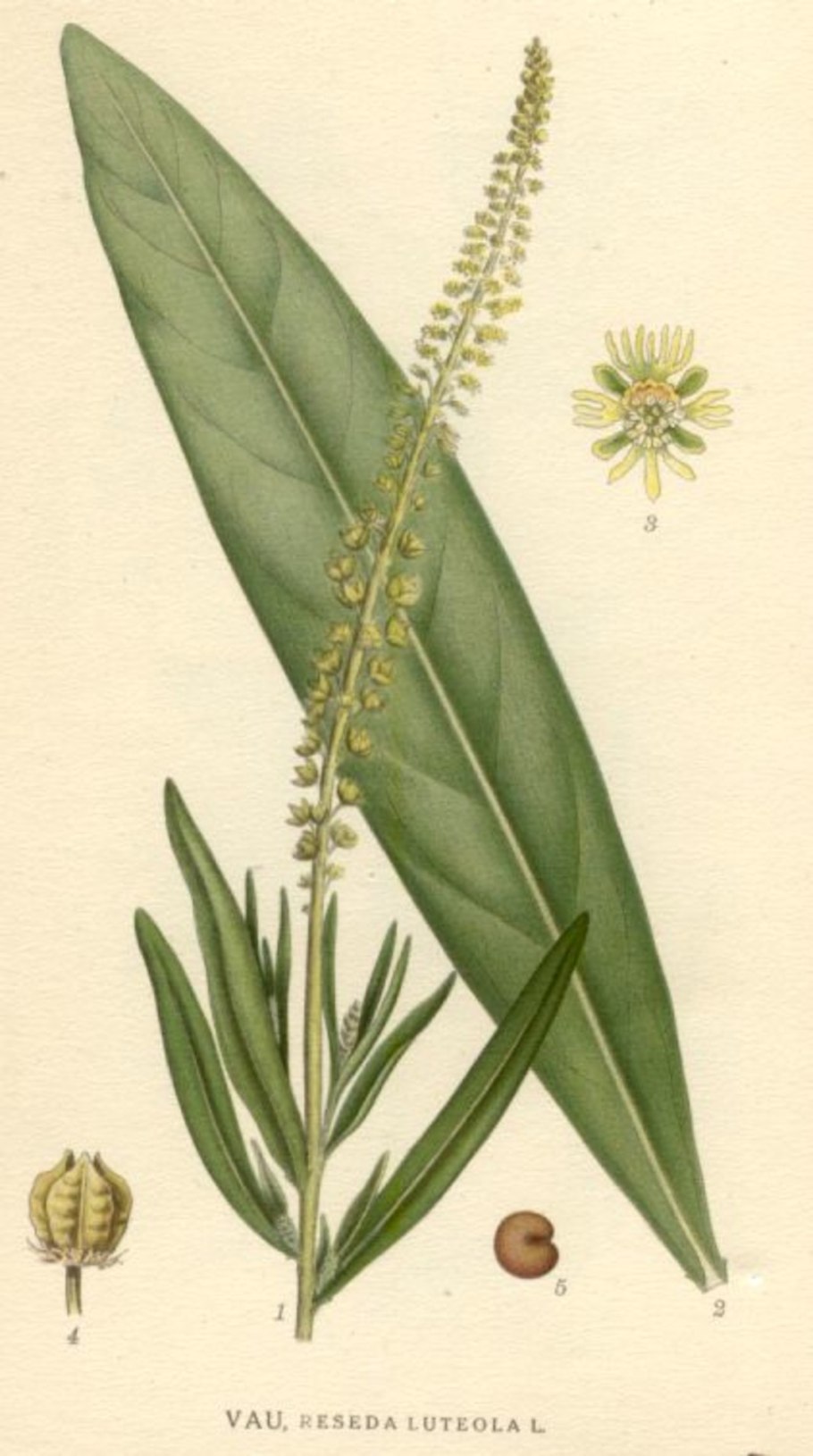 Reseda luteola