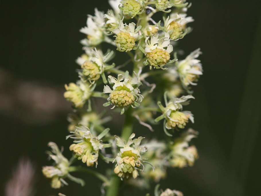 Reseda lutea