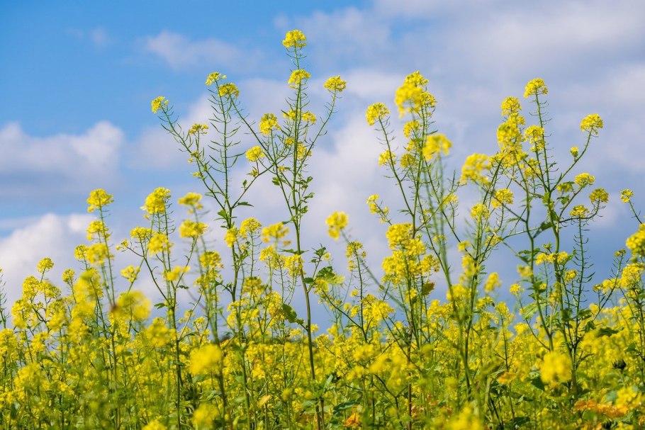 Полевой желтый цветок