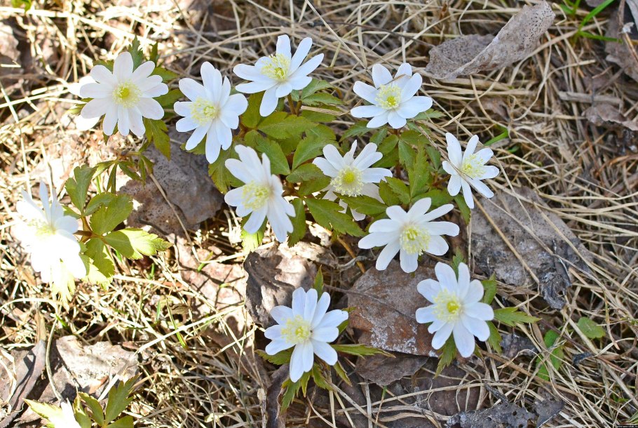 Ветреница Уральская и Подснежник