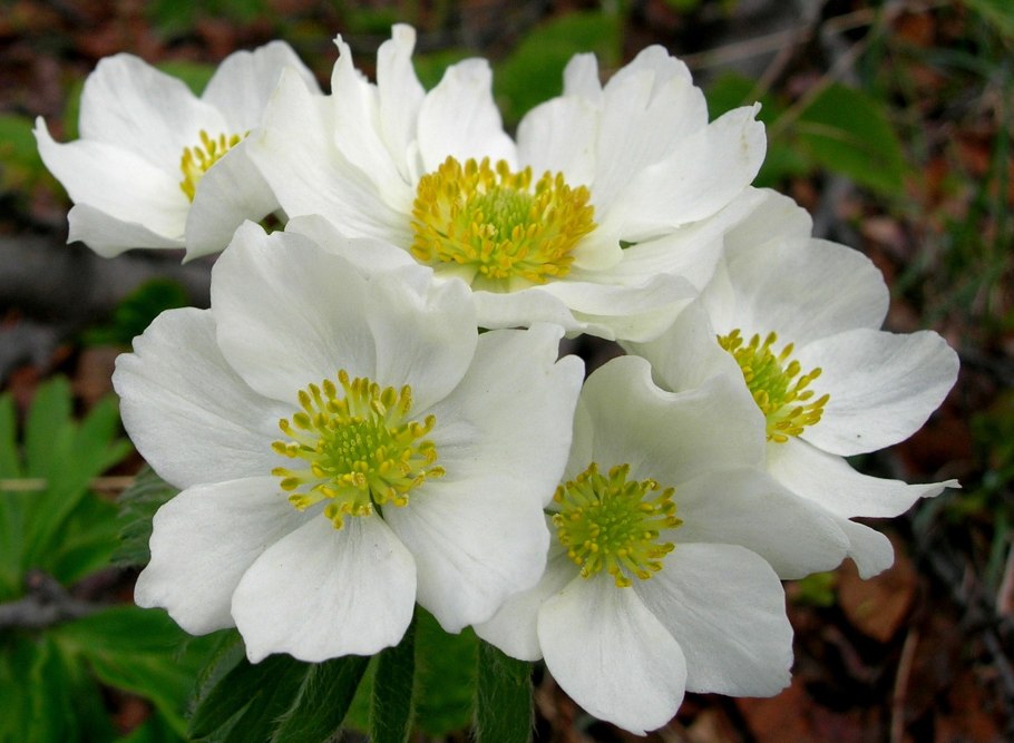 Ветреница Сибирская анемона