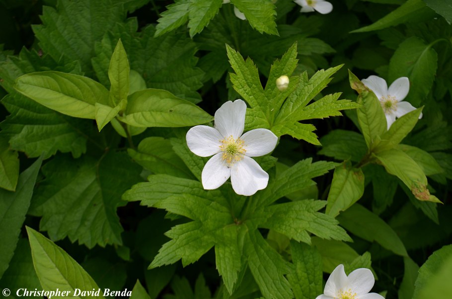 Ветреница канадская Anemone canadensis l