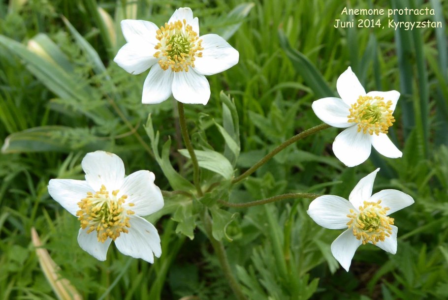 Анемонаструм в разрезе