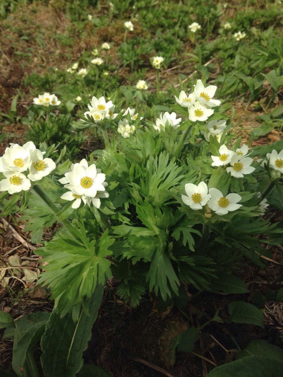 Ветреница Пермская