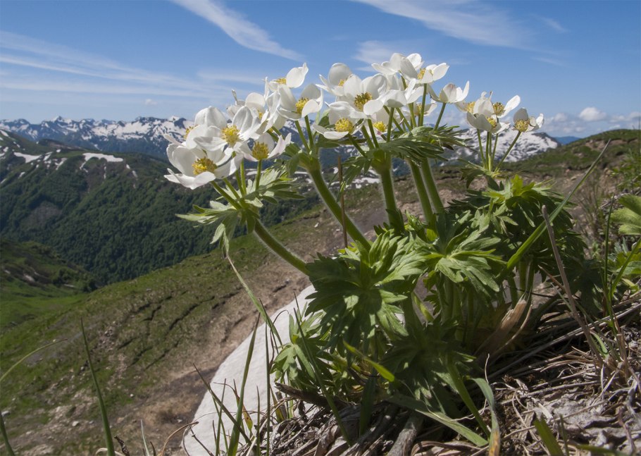 Кавказский биосферный заповедник растения