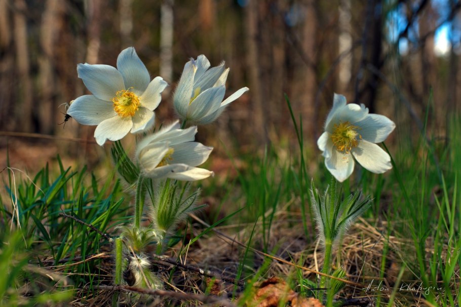Е́треница лес-ная (Anemone Sylvestris)