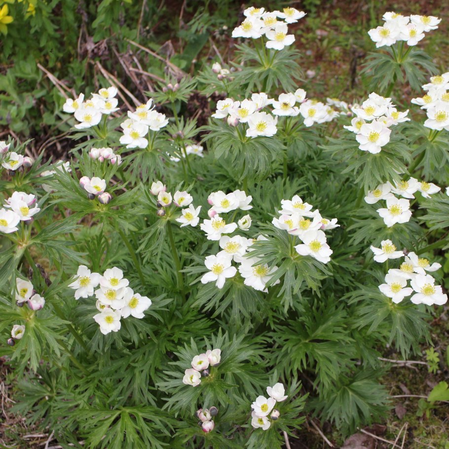 Анемона нарциссоцветковая Anemone narcissiflora