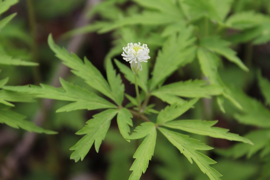 Анемонаструм Пермский рисунок