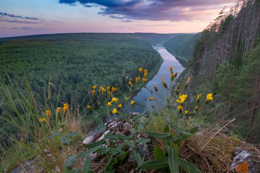 Ветреник Сибирский