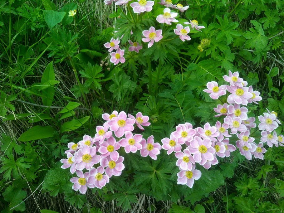 Ветреник пучковатый