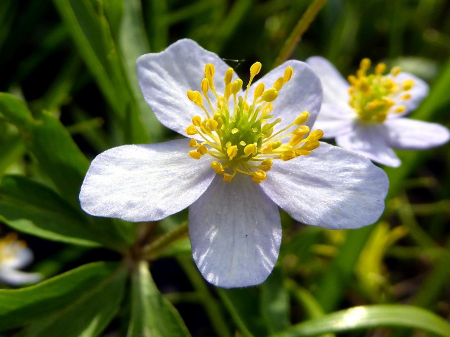 Анемон ветреница