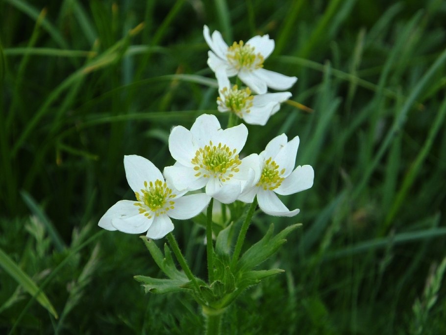 Анемонаструм Пермский