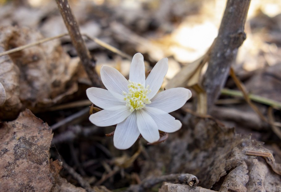 Подснежники ветреница