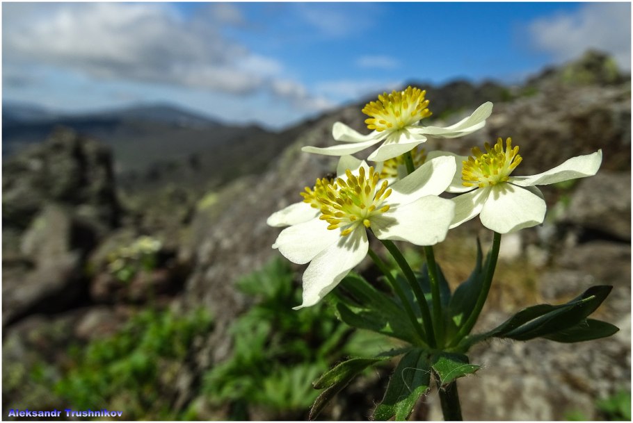 Ветреница Пермская