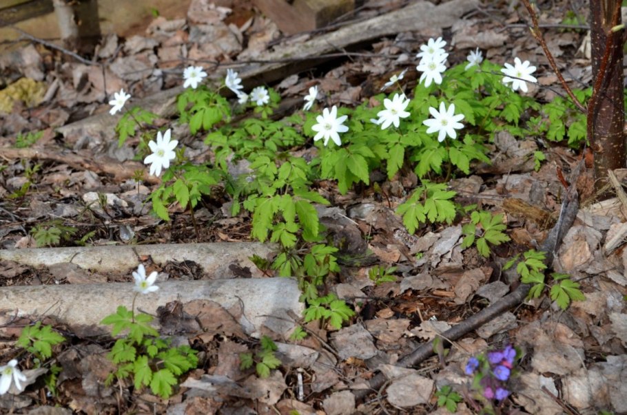 Ветреница лютичная