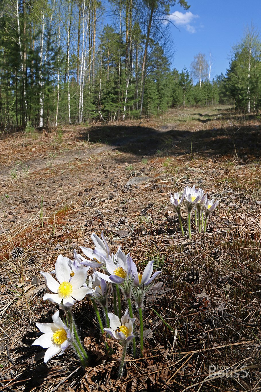 Анемона Верлвинд