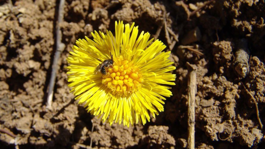 Ветреник коротконожковый