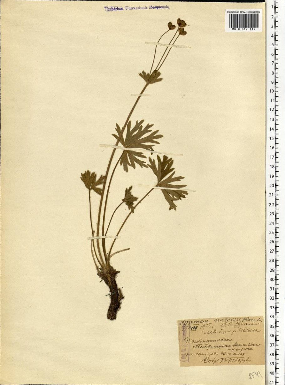 Ветреник косматый