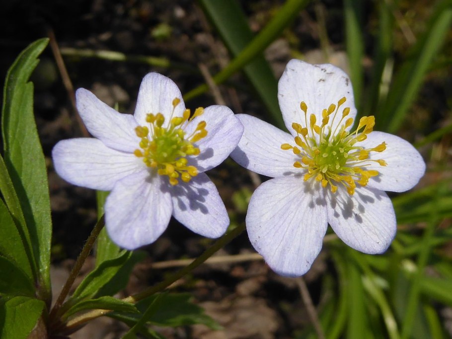 Ветреница Дубравная