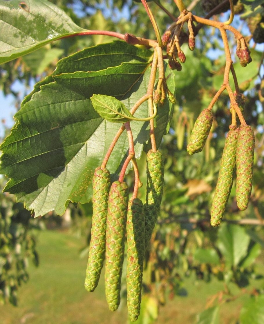 Ольха черная (Alnus glutinosa)