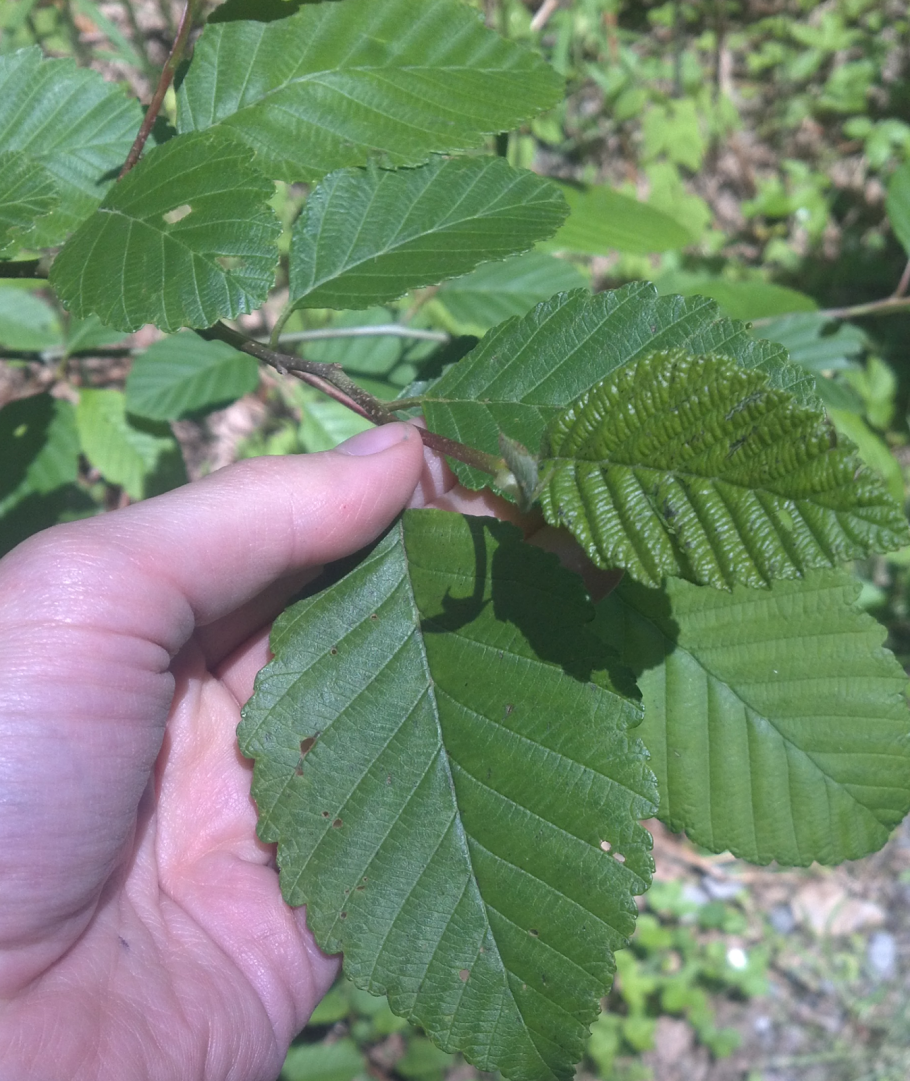 Ольха сердцевидная