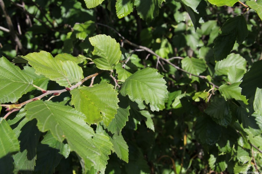 Ольха серая alnus incana