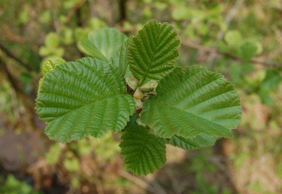 Alnus glutinosa (ольха европейская)