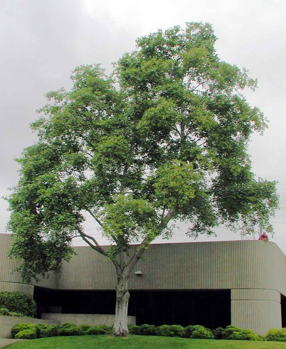 Ольха японская (Alnus japonica)