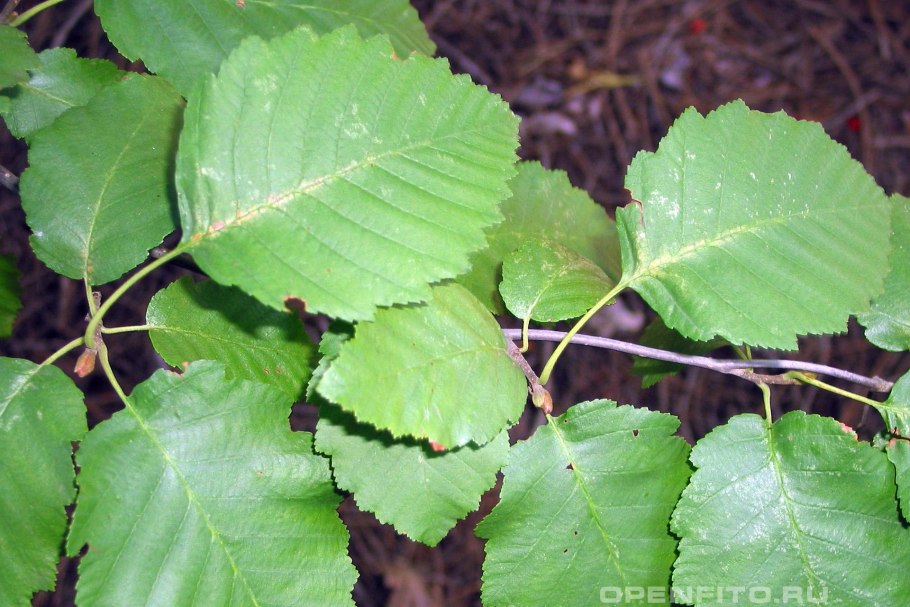 Ольха пушистая (Alnus hirsuta)