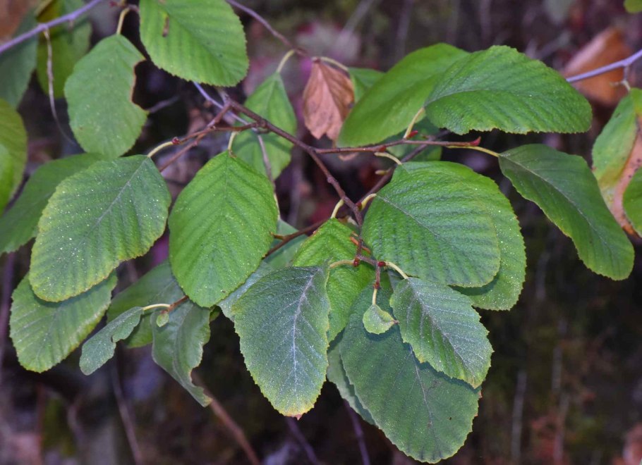 Ольха черная (Alnus glutinosa)
